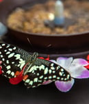 Butterfly eats from the flower feeder. Papilio demoleus.