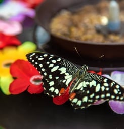 Butterfly eats from the flower feeder. Papilio demoleus.
