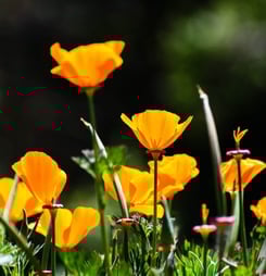 california poppy day