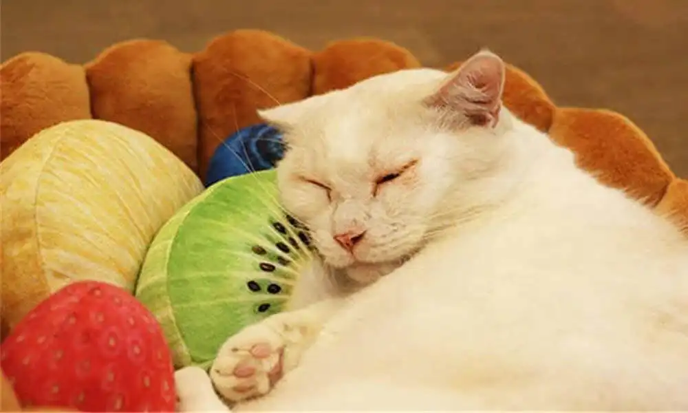 Fruit tart cat bed
