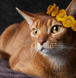 Cat World Domination Day