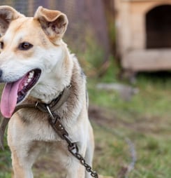 Celebrate Shelter Pets Day