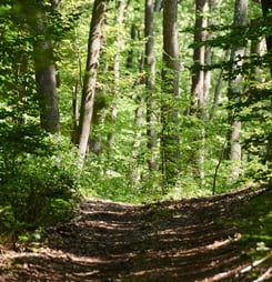 celebrate trails day