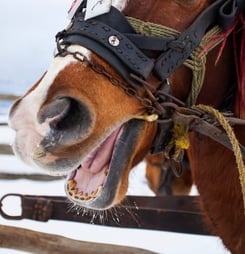 Celebration of the Horse Day