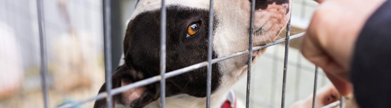 Change a Pet’s Life Day