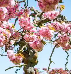 cherry blossom festival