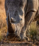 Save the Rhino Day