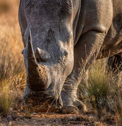 Save the Rhino Day