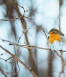 Christmas Bird Count Week