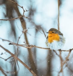 Christmas Bird Count Week