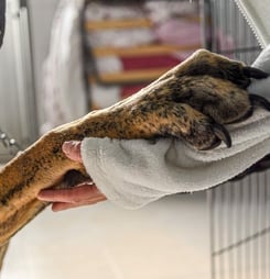 National Animal Shelter Appreciation Week