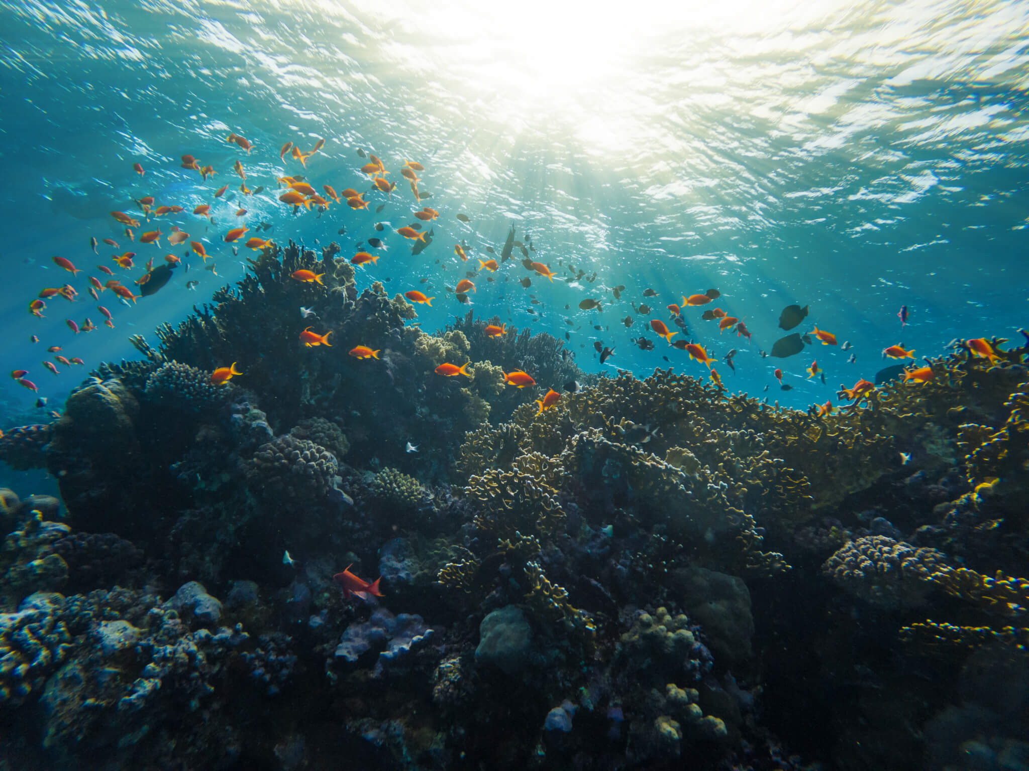 World Reef Awareness Day (June 1st) Days Of The Year