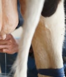 cow milked while flying in an airplane