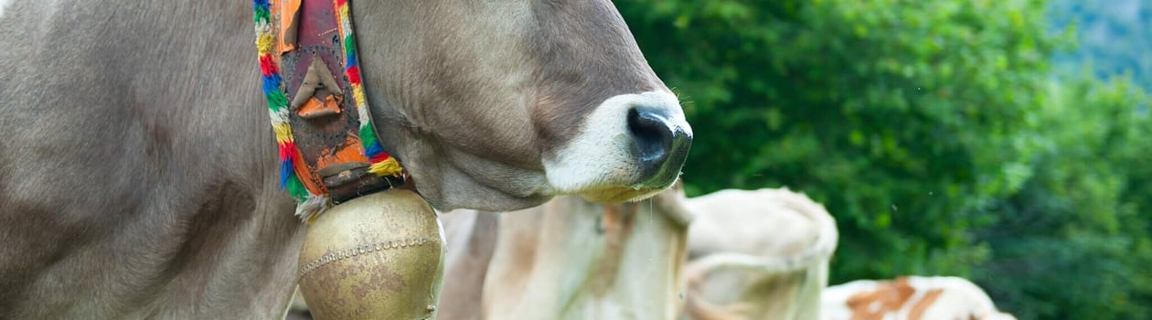 cow's ball