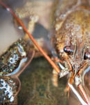 crayfish party