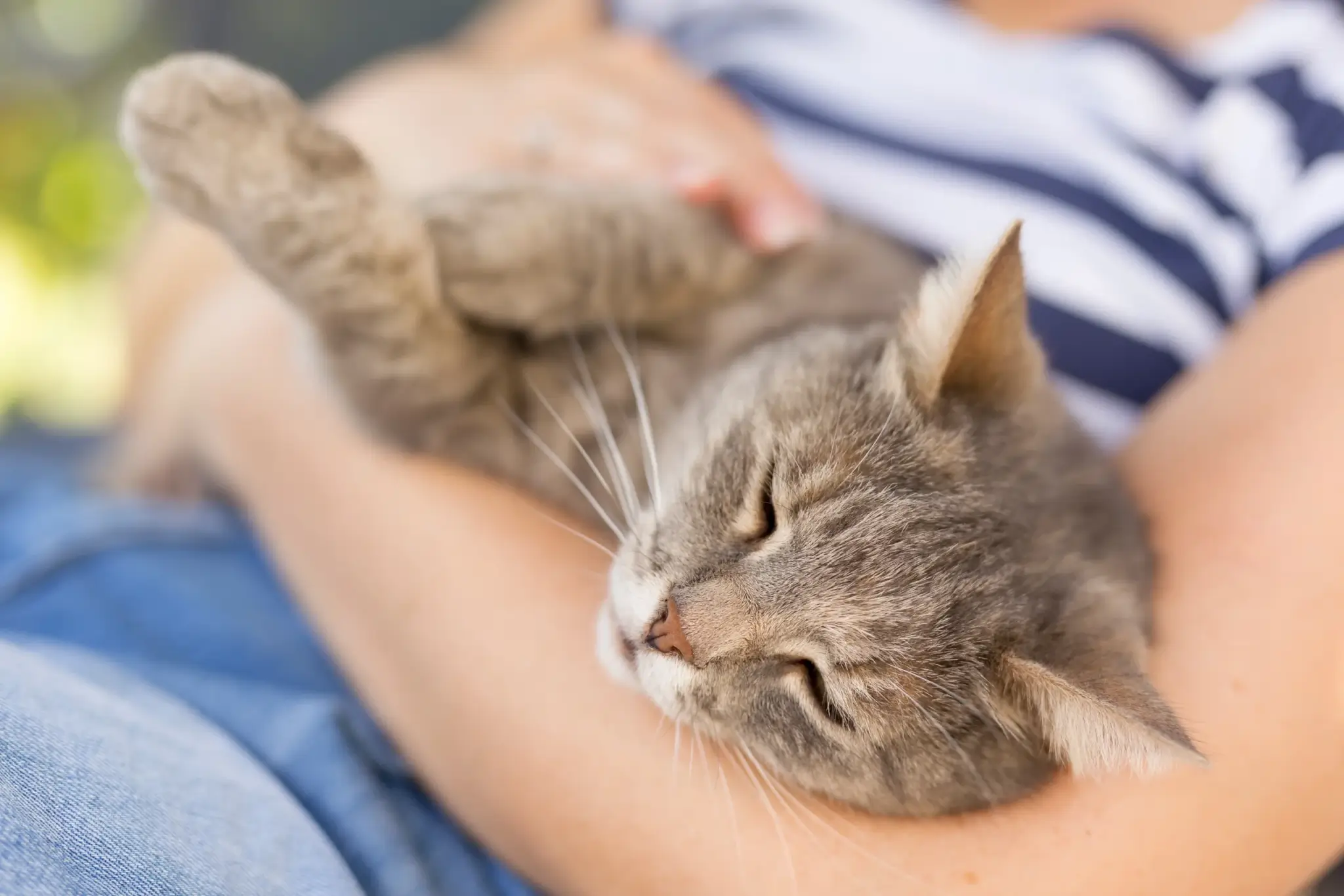 The cat hot sale rescue