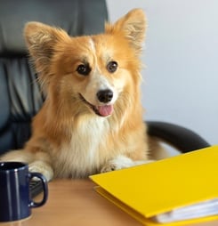 National Work Like A Dog Day