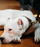 deaf dog awareness week