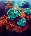 Green and red corals in deep blue ocean water