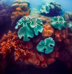 Green and red corals in deep blue ocean water