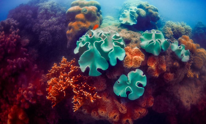 Green and red corals in deep blue ocean water