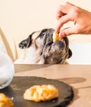 Do Lunch with Your Dog Day