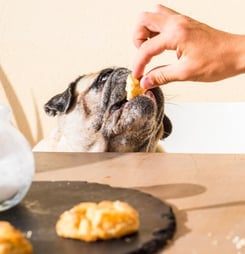 Do Lunch with Your Dog Day
