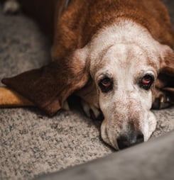 dog anxiety awareness week