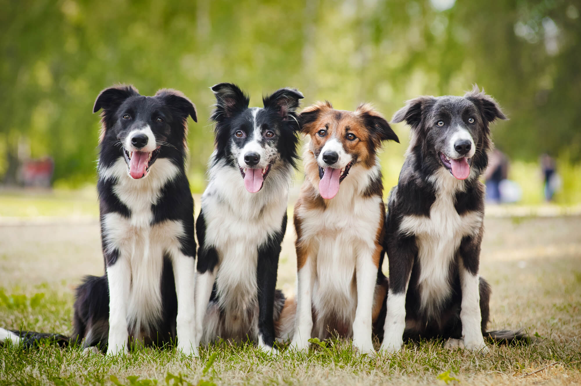 5 fun facts for National Golden Retriever Day