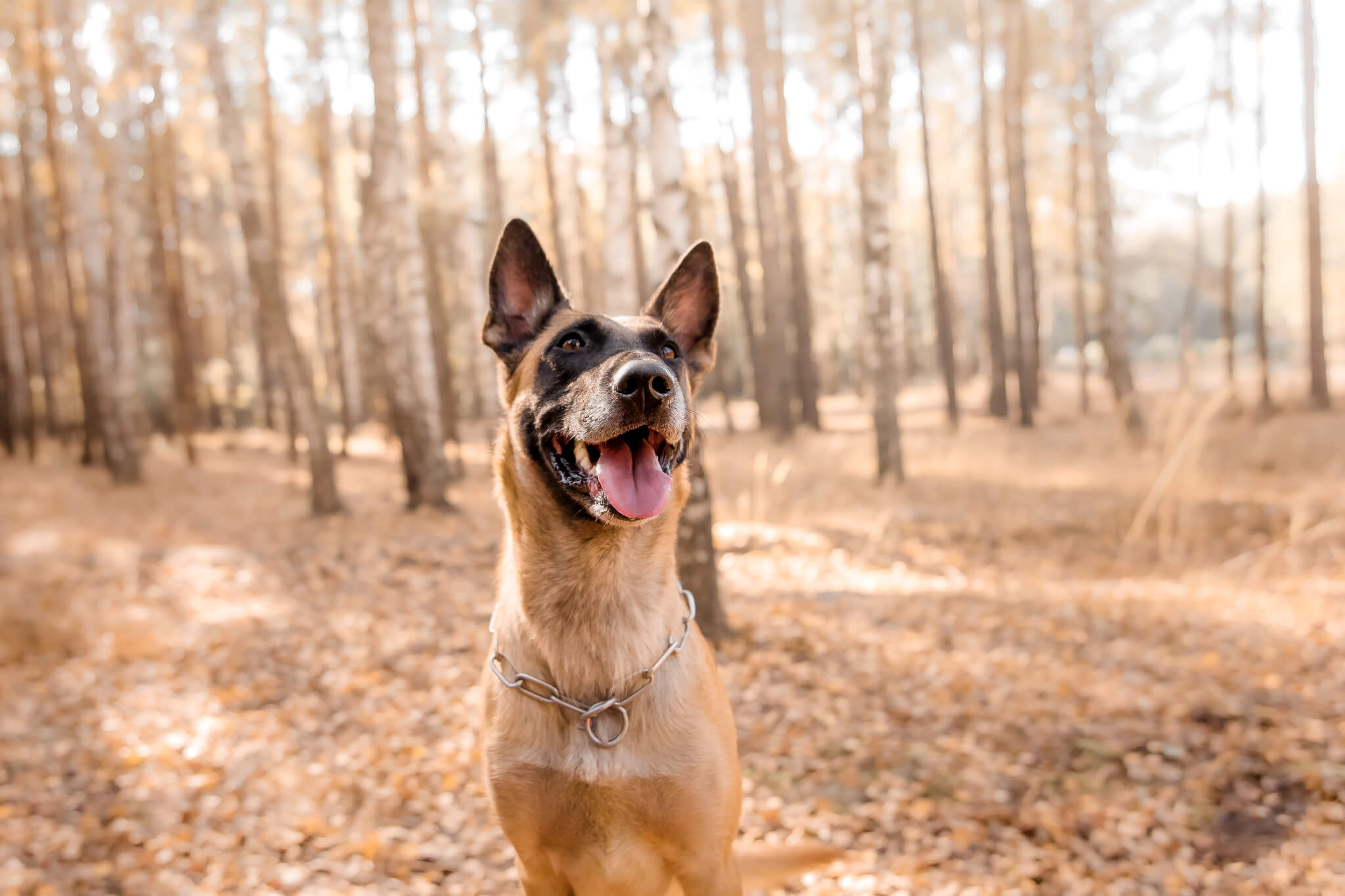 44 Hilarious Collar Tags For Pets Who Tend To Get Lost