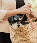 dog theft awareness day
