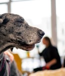 dog therapy appreciation day