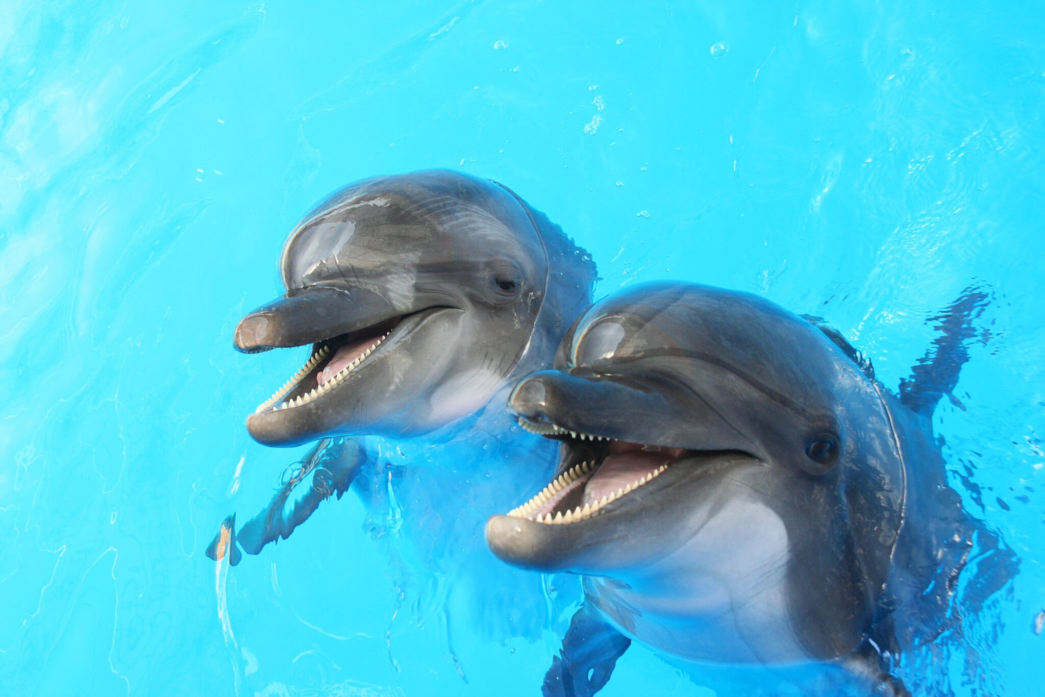 Dolphin Day 14th April Days Of The Year Dolphin Day 14th April Days Of The Year