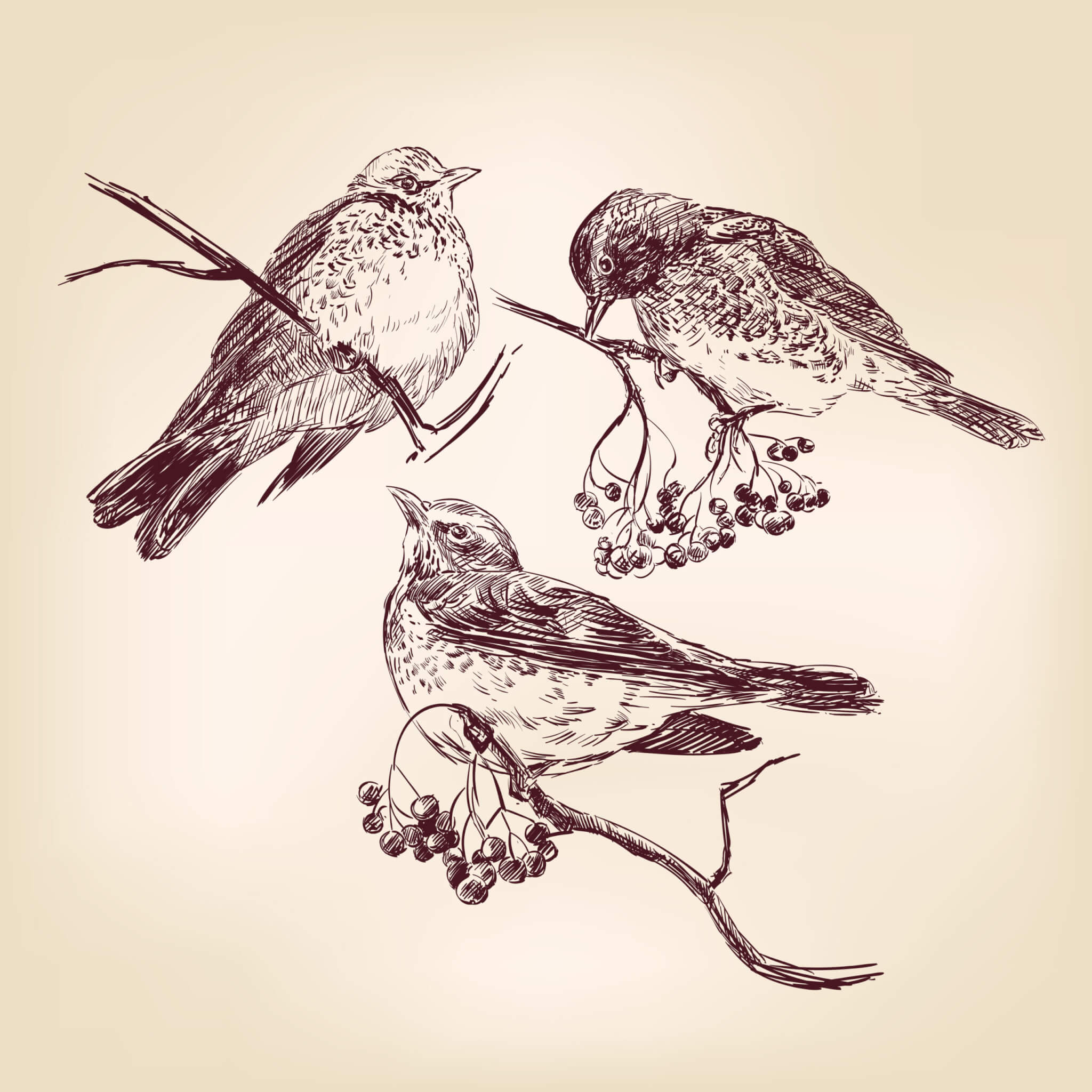 Mockingbird - printable bird art – Shiny Happy World
