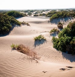 Desert dunes with waves