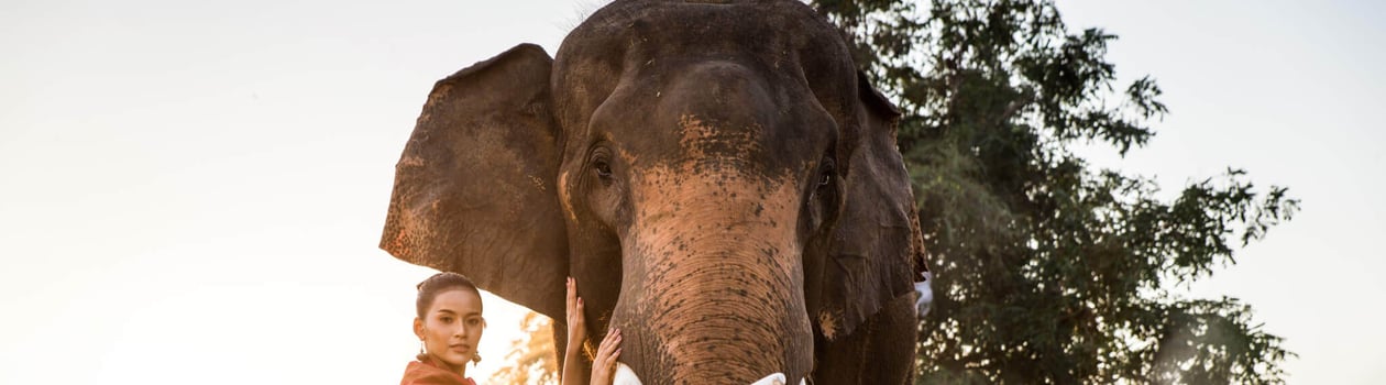 elephant day in thailand