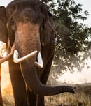 elephant day in thailand