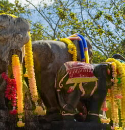 elephant round up in surin