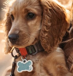 every day is tag day