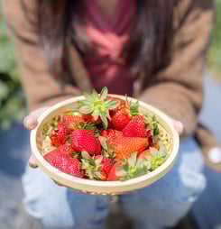fabulous florida strawberry month