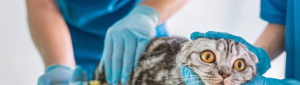 feline fix month