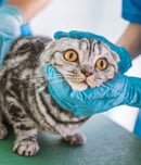 feline fix month