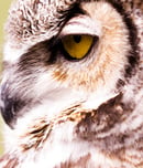 festival of owls week