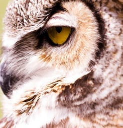 festival of owls week