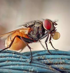 fight the filthy fly month