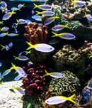fish tank floorshow night