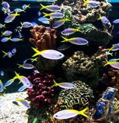 fish tank floorshow night