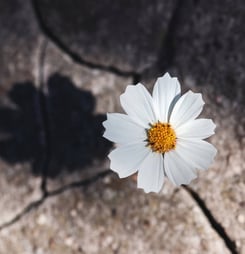 Festival of Life in Cracks Day