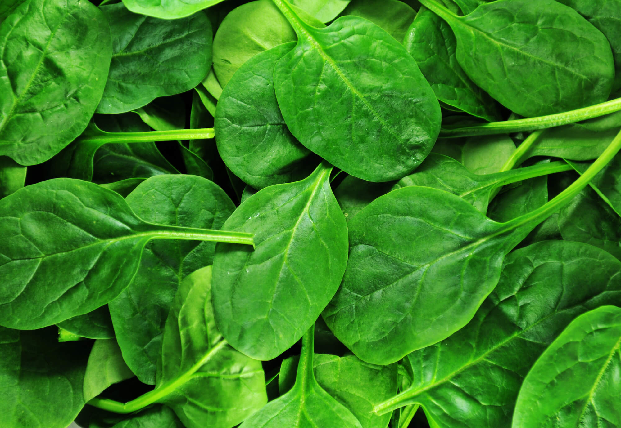 Fresh Spinach Day (July 16th) | Days Of The Year
