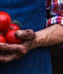 fresh tomato day